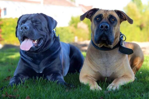Kings Boerboel