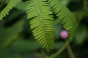 Mimosa pudica