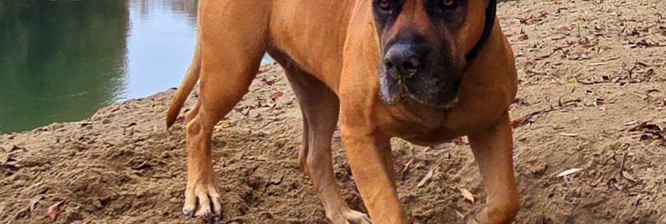 Boerboel