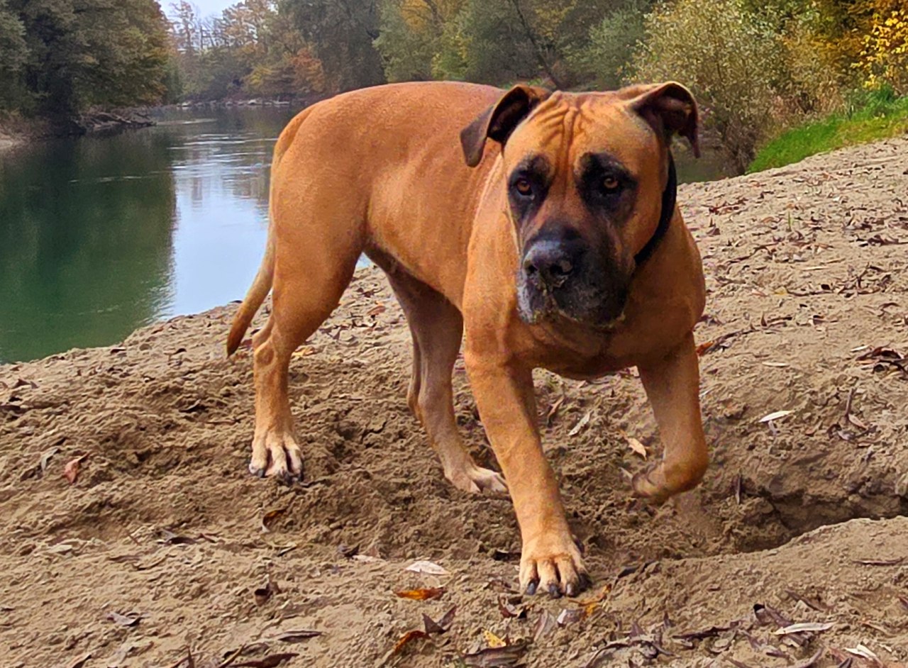 Boerboel