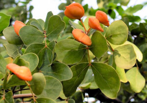 Guajak Guaiacum officinale