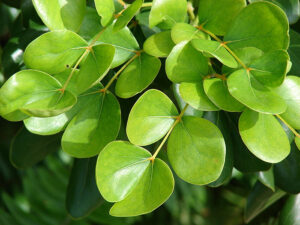 Guajak Guaiacum officinale