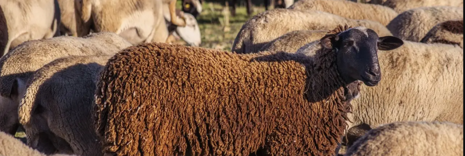 der Mensch als Herdentier
